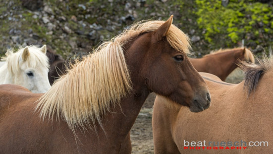 Dürfen auch nicht fehlen: Island Pferde