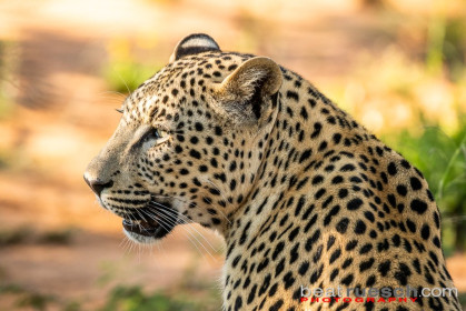 Leopard mit ISO 2200 - exzellente Schärfe (NIKON D850 f/8 1/1000sec ISO-2200 550mm) - vom: 2018-04-26 08:59:53