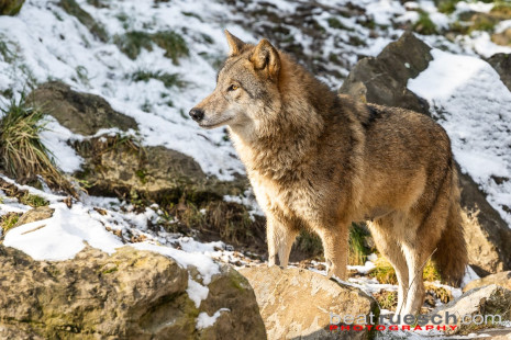 Mongolischer Wolf (Zoo Zürch)