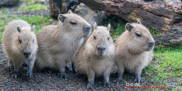 4 kleine Capybaras - Pantanal Zoo Zürich