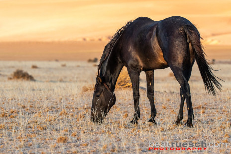 Namibisches Wildpferd oder auch Wüstenpferd