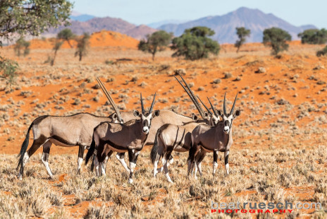 Oryx Antilopen Familie