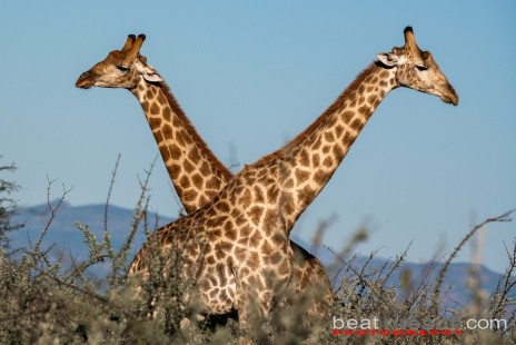 Kämpfende Giraffenbullen