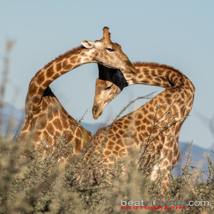 Kämpfende Giraffenbullen
