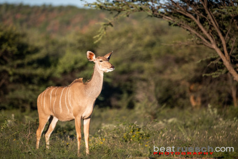 Weibliche Kudu Antilope