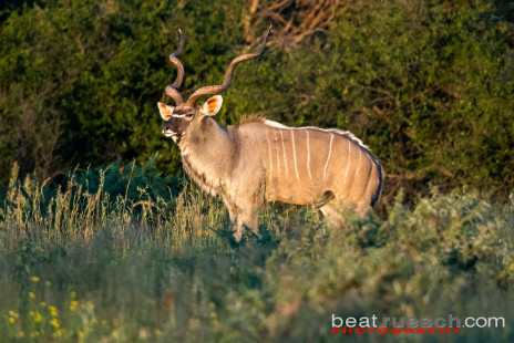 Männlicher grosser Kudu