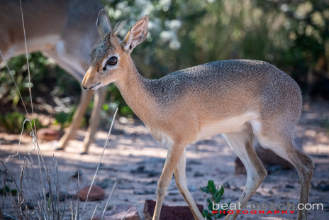 Dikdik - die kleinste Antilope