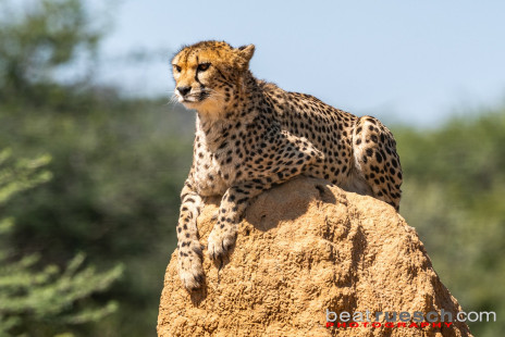 Gepard auf Termitenhügel