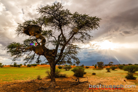 Baum mit Webervogelnest in der Kalahari