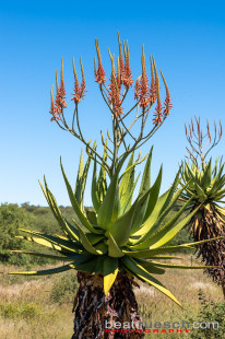 Blühende Aloe Littoralis